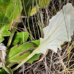 Cymbonotus lawsonianus at Fisher, ACT - 20 May 2022 11:00 PM