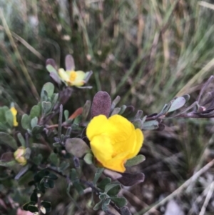 Hibbertia obtusifolia at Jerrabomberra, NSW - 21 May 2022 12:55 PM