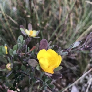 Hibbertia obtusifolia at Jerrabomberra, NSW - 21 May 2022