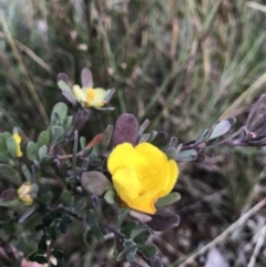 Hibbertia obtusifolia (Grey Guinea-flower) at Jerrabomberra, NSW - 21 May 2022 by Mavis