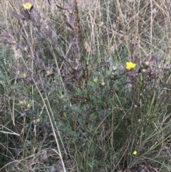 Hibbertia obtusifolia at Jerrabomberra, NSW - 21 May 2022 12:55 PM