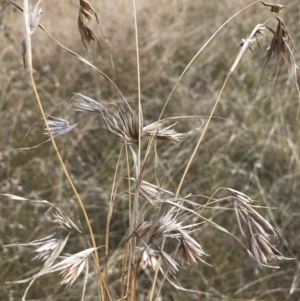 Themeda triandra at Jerrabomberra, NSW - 21 May 2022