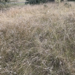 Themeda triandra at Jerrabomberra, NSW - 21 May 2022