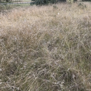 Themeda triandra at Jerrabomberra, NSW - 21 May 2022