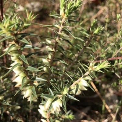 Melichrus urceolatus (Urn Heath) at QPRC LGA - 21 May 2022 by Mavis