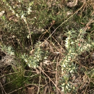 Melichrus urceolatus at Jerrabomberra, NSW - 21 May 2022