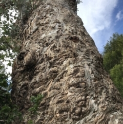 Eucalyptus polyanthemos (Red Box) at QPRC LGA - 21 May 2022 by Mavis