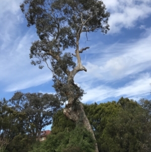 Eucalyptus polyanthemos at QPRC LGA - 21 May 2022 12:42 PM