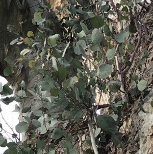 Eucalyptus polyanthemos at QPRC LGA - 21 May 2022