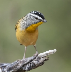 Pardalotus punctatus (Spotted Pardalote) at Pialligo, ACT - 20 May 2022 by trevsci