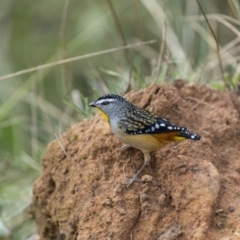 Pardalotus punctatus at Pialligo, ACT - 20 May 2022