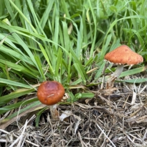 Leratiomyces ceres at Cook, ACT - 21 May 2022