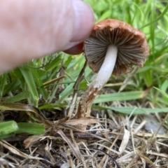 Leratiomyces ceres at Cook, ACT - 21 May 2022