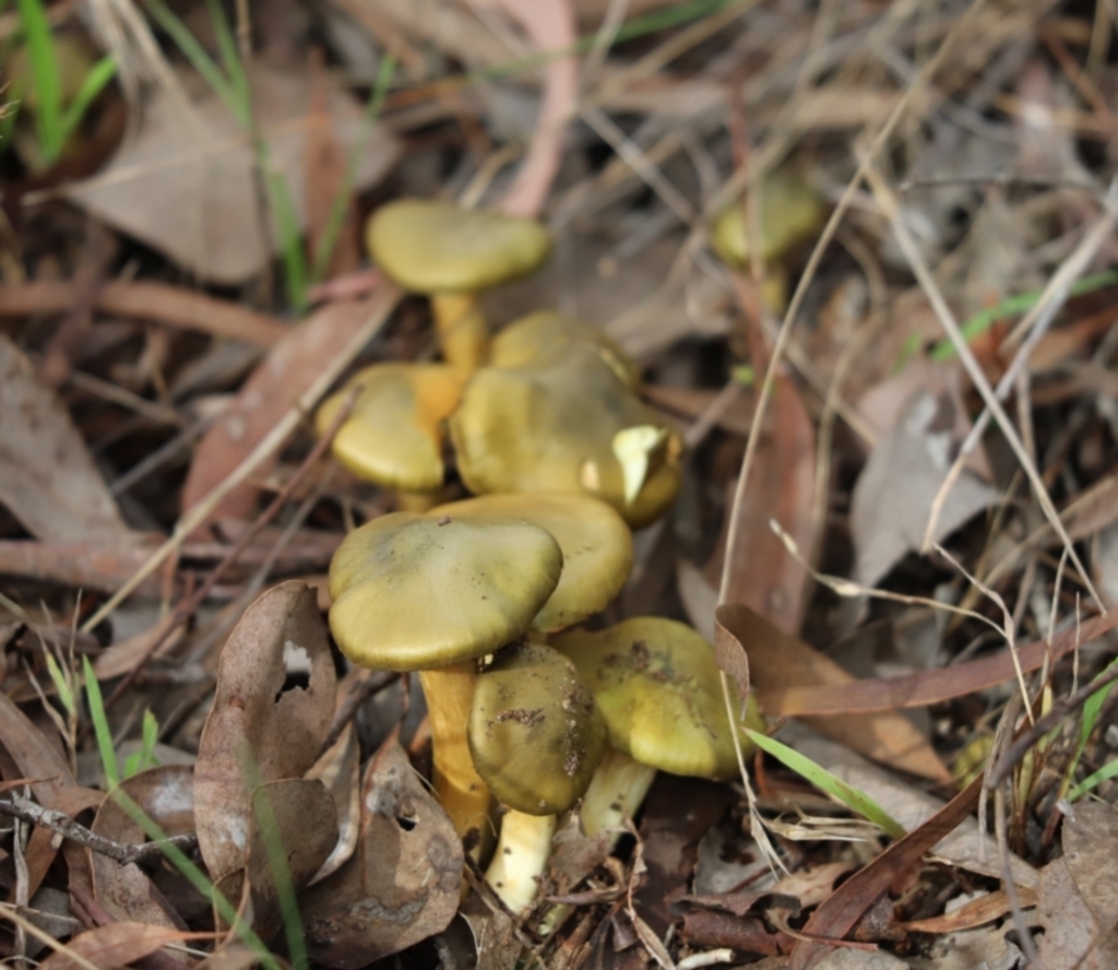 Dermocybe austroveneta at Cook, ACT - 18 May 2022