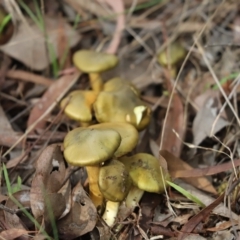 Dermocybe austroveneta (Green Skinhead) at Cook, ACT - 18 May 2022 by Tammy