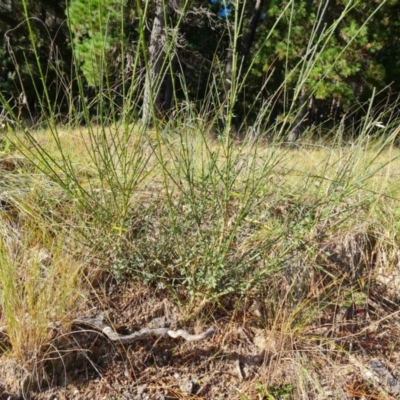 Cytisus scoparius subsp. scoparius (Scotch Broom, Broom, English Broom) at Isaacs, ACT - 21 May 2022 by Mike