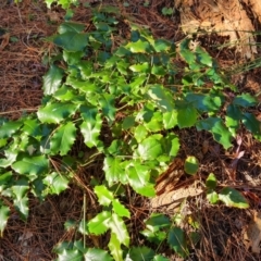 Berberis aquifolium (Oregon grape) at Isaacs Ridge and Nearby - 21 May 2022 by Mike
