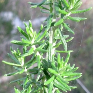 Cassinia aculeata subsp. aculeata at Weetangera, ACT - 17 May 2022 09:36 AM