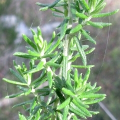 Cassinia aculeata subsp. aculeata (Dolly Bush, Common Cassinia, Dogwood) at Hawker, ACT - 21 May 2022 by sangio7