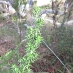 Cassinia aculeata subsp. aculeata at Weetangera, ACT - 17 May 2022 09:36 AM