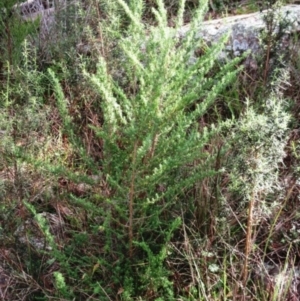 Cassinia aculeata subsp. aculeata at Weetangera, ACT - 17 May 2022 09:36 AM