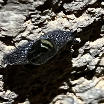 Helicarion cuvieri (A Semi-slug) at Namadgi National Park - 21 May 2022 by Bugologist