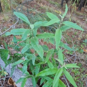 Olearia lirata at Jerrabomberra, ACT - 21 May 2022