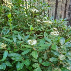 Viburnum tinus at Jerrabomberra, ACT - 21 May 2022