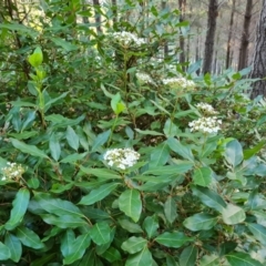 Viburnum tinus (Laurustinus) at Isaacs Ridge and Nearby - 21 May 2022 by Mike