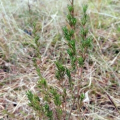 Erica lusitanica (Spanish Heath ) at The Pinnacle - 21 May 2022 by sangio7