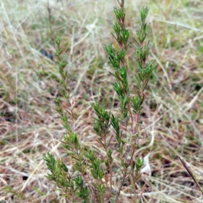 Erica lusitanica (Spanish Heath ) at Weetangera, ACT - 21 May 2022 by sangio7