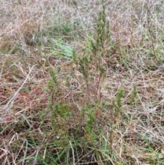 Erica lusitanica at Weetangera, ACT - 21 May 2022