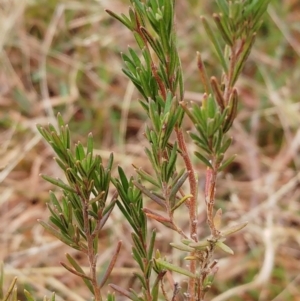 Erica lusitanica at Weetangera, ACT - 21 May 2022