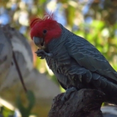 Callocephalon fimbriatum (Gang-gang Cockatoo) at Griffith Woodland - 21 May 2022 by TomW