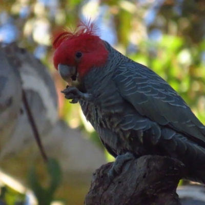 Callocephalon fimbriatum (Gang-gang Cockatoo) at Griffith Woodland - 21 May 2022 by TomW
