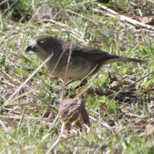 Aphelocephala leucopsis at Murga, NSW - 17 May 2022