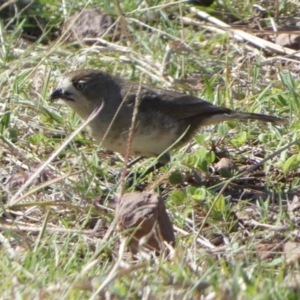 Aphelocephala leucopsis at Murga, NSW - suppressed