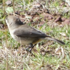 Aphelocephala leucopsis at Murga, NSW - 17 May 2022