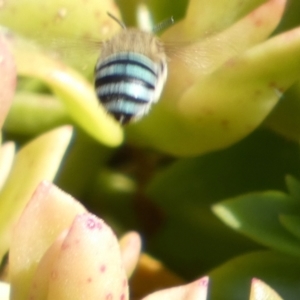 Amegilla sp. (genus) at Murga, NSW - suppressed