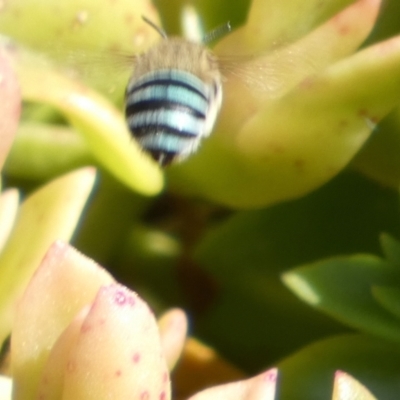 Amegilla sp. (genus) (Blue Banded Bee) at Murga, NSW - 17 May 2022 by Paul4K