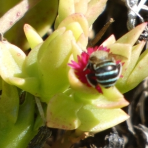 Amegilla sp. (genus) at Murga, NSW - suppressed