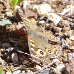 Junonia villida (Meadow Argus) at Murga, NSW - 17 May 2022 by Paul4K