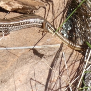 Ctenotus robustus at Murga, NSW - suppressed