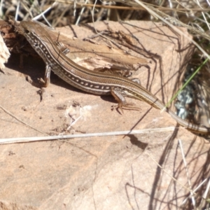 Ctenotus robustus at Murga, NSW - 17 May 2022