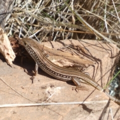 Ctenotus robustus at Murga, NSW - suppressed