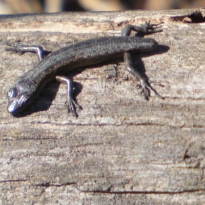 Unidentified Skink at Murga, NSW - 17 May 2022 by Paul4K