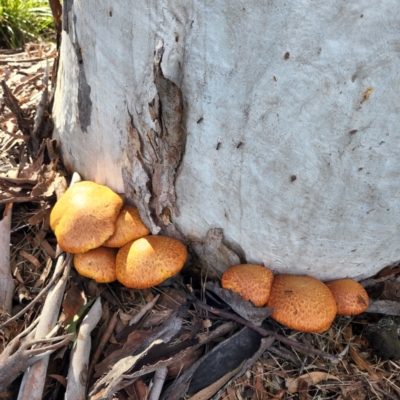 Gymnopilus junonius (Spectauclar Rustgill) at Macquarie, ACT - 21 May 2022 by NathanaelC