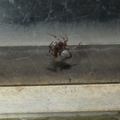 Badumna sp. (genus) (Lattice-web spider) at McKellar, ACT - 26 Apr 2022 by Birdy