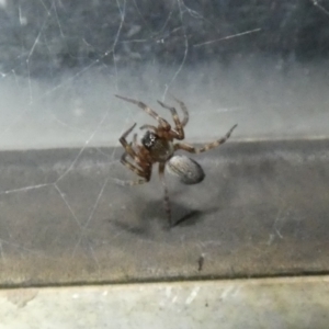 Badumna sp. (genus) at McKellar, ACT - 26 Apr 2022