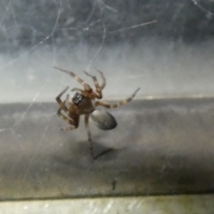 Badumna sp. (genus) at McKellar, ACT - suppressed